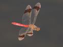 Sympetrum pedemontanum male in flight-3.jpg